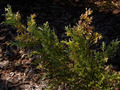 Juniperus pfitzeriana Blue and Gold IMG_0297 Jałowiec Pfitzera